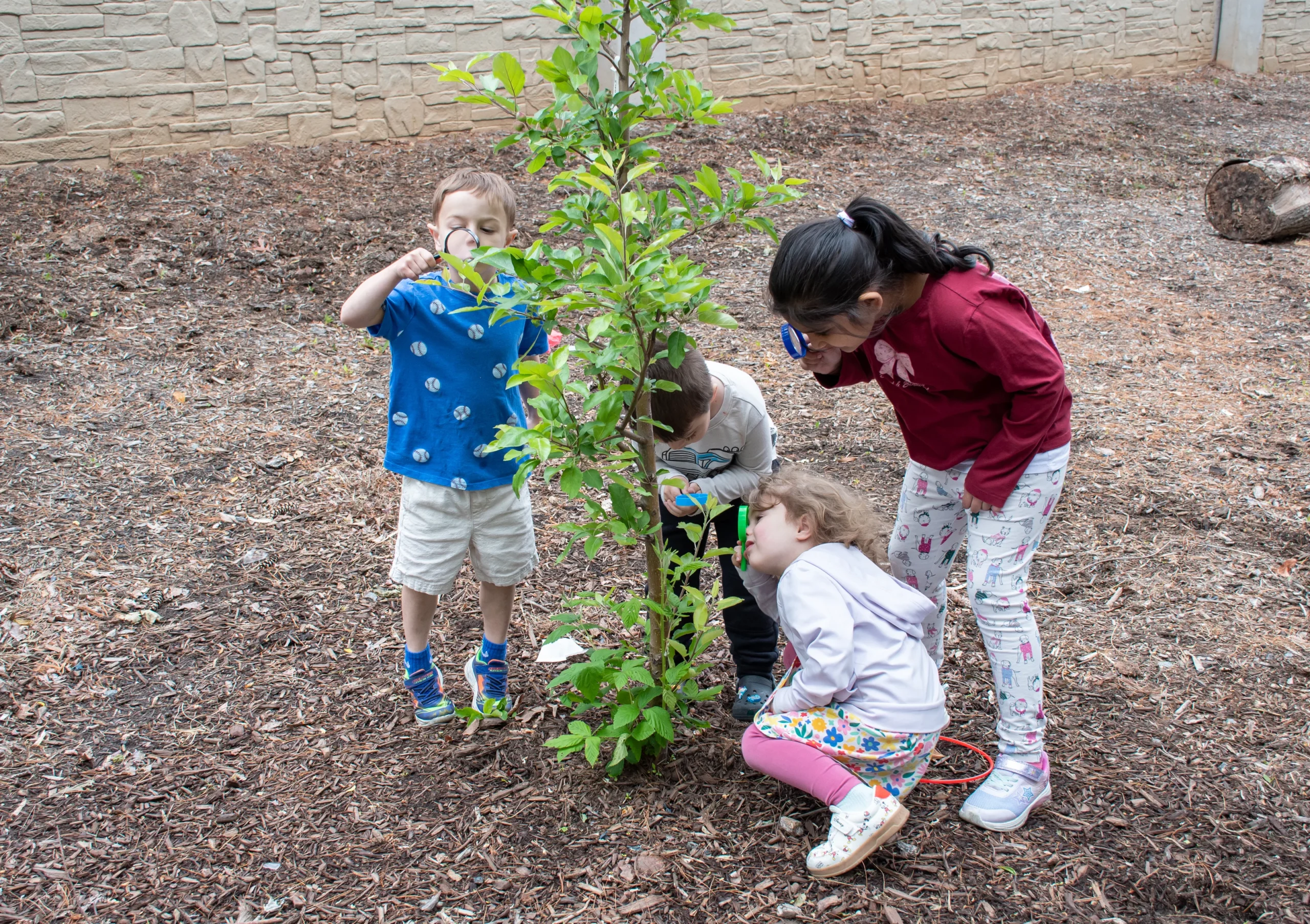 Several young children examining a small outdoor tree using magnifying glasses in a play area with woodchip ground covering.